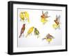 Birds: Passeriformes-null-Framed Giclee Print