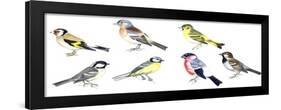 Birds: Passeriformes-null-Framed Giclee Print