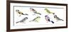 Birds: Passeriformes-null-Framed Giclee Print