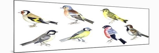 Birds: Passeriformes-null-Mounted Giclee Print