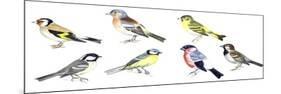 Birds: Passeriformes-null-Mounted Giclee Print