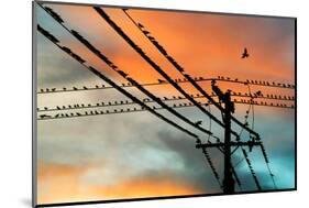 Birds perching on telephone lines at dusk, Tulsa, Oklahoma, USA-null-Mounted Photographic Print