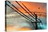 Birds perching on telephone lines at dusk, Tulsa, Oklahoma, USA-null-Stretched Canvas