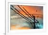 Birds perching on telephone lines at dusk, Tulsa, Oklahoma, USA-null-Framed Photographic Print