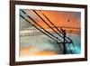 Birds perching on telephone lines at dusk, Tulsa, Oklahoma, USA-null-Framed Photographic Print