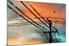 Birds perching on telephone lines at dusk, Tulsa, Oklahoma, USA-null-Mounted Photographic Print