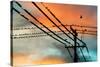 Birds perching on telephone lines at dusk, Tulsa, Oklahoma, USA-null-Stretched Canvas