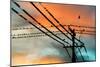 Birds perching on telephone lines at dusk, Tulsa, Oklahoma, USA-null-Mounted Photographic Print