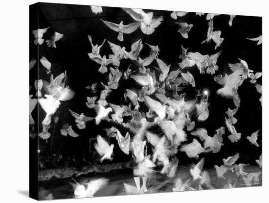 Birds Performing in a Circus-Loomis Dean-Stretched Canvas