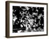 Birds Performing in a Circus-Loomis Dean-Framed Photographic Print