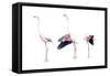 Birds: Phoenicopteriformes-null-Framed Stretched Canvas