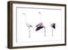Birds: Phoenicopteriformes-null-Framed Giclee Print