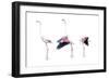 Birds: Phoenicopteriformes-null-Framed Giclee Print