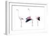 Birds: Phoenicopteriformes-null-Framed Giclee Print