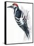 Birds: Piciformes, White-Backed Woodpecker (Dendrocopos Leucotos)-null-Framed Stretched Canvas