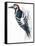 Birds: Piciformes, White-Backed Woodpecker (Dendrocopos Leucotos)-null-Framed Stretched Canvas