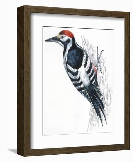 Birds: Piciformes, White-Backed Woodpecker (Dendrocopos Leucotos)-null-Framed Giclee Print