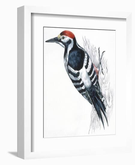 Birds: Piciformes, White-Backed Woodpecker (Dendrocopos Leucotos)-null-Framed Giclee Print