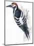 Birds: Piciformes, White-Backed Woodpecker (Dendrocopos Leucotos)-null-Mounted Giclee Print