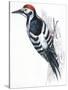 Birds: Piciformes, White-Backed Woodpecker (Dendrocopos Leucotos)-null-Stretched Canvas
