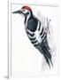 Birds: Piciformes, White-Backed Woodpecker (Dendrocopos Leucotos)-null-Framed Premium Giclee Print