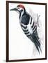 Birds: Piciformes, White-Backed Woodpecker (Dendrocopos Leucotos)-null-Framed Premium Giclee Print