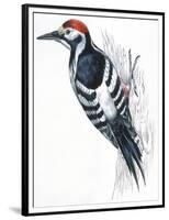 Birds: Piciformes, White-Backed Woodpecker (Dendrocopos Leucotos)-null-Framed Premium Giclee Print