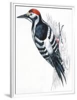 Birds: Piciformes, White-Backed Woodpecker (Dendrocopos Leucotos)-null-Framed Premium Giclee Print