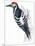 Birds: Piciformes, White-Backed Woodpecker (Dendrocopos Leucotos)-null-Mounted Premium Giclee Print