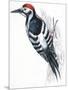 Birds: Piciformes, White-Backed Woodpecker (Dendrocopos Leucotos)-null-Mounted Premium Giclee Print
