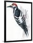 Birds: Piciformes, White-Backed Woodpecker (Dendrocopos Leucotos)-null-Framed Premium Giclee Print