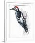 Birds: Piciformes, White-Backed Woodpecker (Dendrocopos Leucotos)-null-Framed Giclee Print