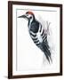 Birds: Piciformes, White-Backed Woodpecker (Dendrocopos Leucotos)-null-Framed Giclee Print