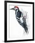 Birds: Piciformes, White-Backed Woodpecker (Dendrocopos Leucotos)-null-Framed Giclee Print