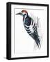 Birds: Piciformes, White-Backed Woodpecker (Dendrocopos Leucotos)-null-Framed Giclee Print