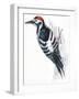 Birds: Piciformes, White-Backed Woodpecker (Dendrocopos Leucotos)-null-Framed Giclee Print