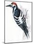 Birds: Piciformes, White-Backed Woodpecker (Dendrocopos Leucotos)-null-Mounted Giclee Print