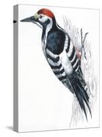 Birds: Piciformes, White-Backed Woodpecker (Dendrocopos Leucotos)-null-Stretched Canvas