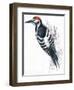 Birds: Piciformes, White-Backed Woodpecker (Dendrocopos Leucotos)-null-Framed Premium Giclee Print