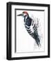 Birds: Piciformes, White-Backed Woodpecker (Dendrocopos Leucotos)-null-Framed Premium Giclee Print