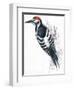 Birds: Piciformes, White-Backed Woodpecker (Dendrocopos Leucotos)-null-Framed Premium Giclee Print