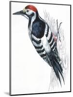 Birds: Piciformes, White-Backed Woodpecker (Dendrocopos Leucotos)-null-Mounted Premium Giclee Print
