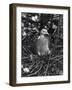 Birds, Pigeon-null-Framed Photographic Print