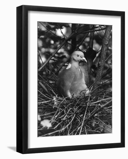 Birds, Pigeon-null-Framed Photographic Print