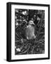 Birds, Pigeon-null-Framed Photographic Print