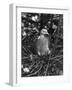 Birds, Pigeon-null-Framed Photographic Print