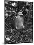 Birds, Pigeon-null-Mounted Photographic Print