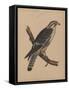 Birds, Plate I, 1855-null-Framed Stretched Canvas