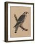 Birds, Plate I, 1855-null-Framed Giclee Print