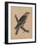 Birds, Plate I, 1855-null-Framed Giclee Print